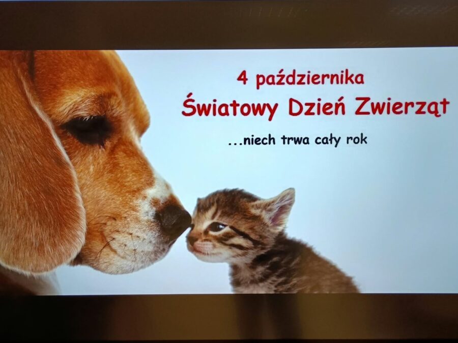 zwierzęta